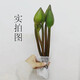 Water lily special price fresh flowers Guangzhou straight hair with buds indoor hydroponics niche fairy fluttering Chinese Valentine's Day gift 10 purple water lilies
