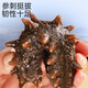 Single package of ready-to-eat Dalian sea cucumber vacuum-packed Q-bomb sea cucumber thawed and ready-to-eat, about 6-8cm/piece, high quality, first choice for repurchase, high quality, 10 pieces