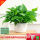 Green Intentional Pothos Potted Plants Formaldehyde Removal Indoor Flower Plants Pothos Wholesale Office New House Decoration Purifies the Air 180 White Roman Column Pothos 4 Pots + 1 Pot + 10 Fertilizer Delivered with Pots and Soil