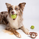 GiGwi dog toy, chewing and molar-resistant toy to relieve boredom, puppy dog pet, chewing and molar-resistant toy, animal sounding tennis ball