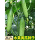 High-yielding fruit cucumber seeds for north and south raw dry cucumbers in spring and autumn small vegetable garden balcony four-season vegetable seeds this year 2 packs about 100 capsules