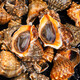 Fresh Jingcai fresh conch, net weight 2Jin Jin is equal to 0.5kg, 8-12 pieces/Jin Jin is equal to 0.5kg, fresh to your home, fresh seafood, straight from the source
