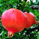 Sweet and crisp pomegranate seeds, pure sweet pomegranate seedlings, cold-resistant balcony garden potted ground planting seeds planted in the south and north, sweet and crisp pomegranate seeds, 3 packs of about 150 grains