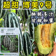 Bomei No. 9 croissant honey melon seeds Boyang 9 flower skin green flesh thin skin sweet crispy balcony potted melon seeds 500 capsules original Zhongke T61