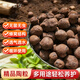 Planting men and women large ceramsite ball bottom flower gardening hydroponic flower pot special particle small light seed paving stone 500g