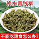 Beijing Tongrentang New Arrival Qingqianliu Tea Authentic Ancient Tree Non-Tender Leaves Xiu Shui Special Granules Qingqianliu Chinese Medicinal Health Tea Qingqianliu 370g 3 cans