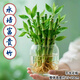 Shuzhimei Hydroponic Plant Lucky Bamboo Trial Pack Hydroponic Lucky Bamboo with Roots 10 Branches 15-20cm Straight from the Source