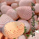 Creamy White Strawberry Seeds Four Seasons White Strawberry Seeds Vegetable Seeds and Beauty Home Potted Balcony Planting Creamy White Strawberry Seeds/Pack About 100 capsules 5 packs