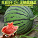 8424 Kirin small-seeded watermelon seeds, seedless, extra large, high-yielding, giant sweet king, southern four-season vegetable and fruit seeds. 8424 watermelon seeds/pack, about 50 seeds, 1 pack