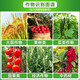10% benzylamine alkanol rice wheat fruit tree tomato expanded fruit pesticide plant growth regulator 100g (2 bottles)