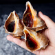 Fresh Jingcai fresh conch, net weight 2Jin Jin is equal to 0.5kg, 8-12 pieces/Jin Jin is equal to 0.5kg, fresh to your home, fresh seafood, straight from the source