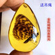 Fat Donglai's same amber insect specimens for elementary school textbooks popular insect amber resin ornaments butterfly crab creative hanging scorpion + hanging rope