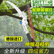Shantou Lincun high branch shears garden telescopic high-altitude shears pruning branches fruit branch lengthening saw tree pruning four-wheel head - without pole
