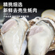 Haidingji Frozen Oyster Meat 800g (400g*2) Oyster Meat Hot Pot BBQ Ingredients Seafood Fresh New Year's Eve