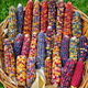 Linpan colorful glazed corn seeds, blood-streaked corn, cultural gemstones, corn ornamental corn seed pendants, accessories, bodhi, colorful corn seeds, randomly mixed colors, 20 grains*3 packs