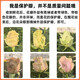Jingdong Flowers Boutique Soilless Cultivation Roses in Random Colors 10 Pack New Year's Eve and New Year's Day New Year's Eve Gifts 45-50CM Straight from the Source