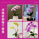 European bud Phalaenopsis potted plant with buds, living room office desktop, good for all seasons, flowers and green plants for opening, fairy pink Phalaenopsis 6 foils, with buds + ceramic flower pots, good with potted plants