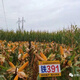 Luodong batch harvest high-yielding corn iron 391 - resistant to waterlogging, mature live rods, large cobs, iron rods with dragon heels, resistant to embroidery disease, 5500 grains