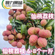 The latest variety of Xiantao lychee seedlings, Jumeiren grafted lychee seedlings, can be planted in pots and ground in the north and south. Results in the same year. High seedling survival rate in 3 years. Thickness: 1-1.2cm. Jumeiren lychee seedlings.