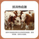 Premixed calf fattening cattle feed for rapid fattening and weight gain without pulling the frame
