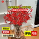 Linya Australian wintersweet flowers hydroponic real flowers New Year's Eve flowers indoor New Year fresh cut flowers festive red 20 stems straight from the source
