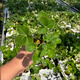 Beijing Agricultural Research Institute Strawberry Seedlings Light Pink White Strawberry Snow White Second Generation Virus-Free Seedlings Production and Breeding Balcony Fruit Seedlings Hongyan Second Generation Virus-Free Strawberry Seedlings 1