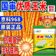 Suiyiman Yunnan-Guizhou-Sichuan high-yielding corn Jingke 968 low-stem big stick high-yielding resistance to lodging and rust disease dual-purpose grain and feed can be stored as green storage 1 bag 4000 grains
