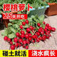Cherry fruit radish seeds~thin-skinned carrot seeds garden potted small white lazy people easy to grow fruit cherry radish*2 pack 600 capsules