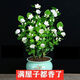 Jasmine seedling potted plant with buds Jiuli Xiang old pile mosquito repellent flower plant indoor strong fragrance blooms in all seasons and easy to grow Large jasmine flowers 4-6 buds are full and pots are not included