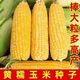 Sticky yellow corn seeds, sweet, sticky, soft and waxy yellow corn seeds, high-yielding field seeds for sowing in all seasons, sweet yellow waxy corn seeds, 6 packs of 300 grains, selected grains