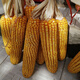 Xuanhong 88 corn seed big cob - tooth depth 2kg per bag original Xuanhong 88 corn seed 4Jin Jin equal to 0.5kg pack/bag