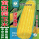 香甜糯玉米种子燕禾金京科糯大穗黏棒子香甜粘水果生吃玉米种籽春 苏玉糯802玉米原包装100克种子