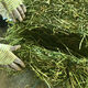 Alfalfa hay for cattle, sheep and horses, sheep grass, alpaca large zoo feed, alfalfa 5kg