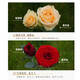Rose Flower Shop's Same Style Gansu Rose Northwest Flower Soilless Cultivation Easy to Flowering Period Long Chinese Valentine's Day Gift Naomi Single-headed Rose 20 Branches