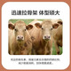 Premixed calf fattening cattle feed for rapid fattening and weight gain without pulling the frame