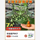 Hand-twisted small gourd seeds, Wenwan gourd potted plants, balcony and courtyard climbing vines for four seasons viewing, 20 hand-twisted gourd seeds + fertilizer