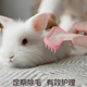 Floating hair comb small pet comb rabbit cat dog silicone comb special guinea pig chinchilla removal floating hair cleaning comb floating hair comb - pink - small - 1