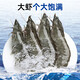 Linglue Qingdao Salted Frozen Prawns Net Weight 3Jin Jin is equal to 0.5kg 105-120 pieces Salted Frozen White Prawns Prawns Base Shrimp Fresh Shrimp