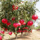 Sweet and crisp pomegranate seeds, pure sweet pomegranate seedlings, cold-resistant balcony garden potted ground planting seeds planted in the south and north, sweet and crisp pomegranate seeds, 3 packs of about 150 grains