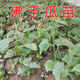 Chayote seedlings, seedlings with roots, seeds, larvae seedlings, melon seedlings, handrail melon planting seedlings, 12 chayote seedlings