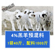 4 lamb premix lamb feed to increase fattening and meat growth of young lambs to supplement nutrition lamb special mixed feed 4 sheep general premix 4Jin Jin is equal to 0.5 kg Genuine
