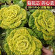 Yellow cabbage seeds are cold- and wet-resistant, chrysanthemum heart cream, yellow cabbage vegetable seeds for garden planting, yellow cabbage seeds, buy two packs, get one free, about 3,000 grains