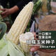 【国审】玉米种子甜糯玉米种子杂交玉米白玉米国审玉米种子 国审白玉米种子 5包约251粒