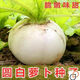 Large round white radish seeds, spring and autumn vegetable seeds, spring everlasting radish, extra large super sweet fruit radish seeds, new seeds this year - spring everlasting white skin, white heart round radish seeds, 5 packs