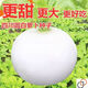 Large round white radish seeds, spring and autumn vegetable seeds, spring everlasting radish, extra large super sweet fruit radish seeds, new seeds this year - spring everlasting white skin, white heart round radish seeds, 5 packs