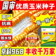 Suiyiman Yunnan-Guizhou-Sichuan high-yielding corn Jingke 968 low-stem big stick high-yielding resistance to lodging and rust disease dual-purpose grain and feed can be stored as green storage 1 bag 4000 grains