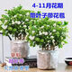 Jasmine seedling potted plant with buds Jiuli Xiang old pile mosquito repellent flower plant indoor strong fragrance blooms in all seasons and easy to grow Large jasmine flowers 4-6 buds are full and pots are not included
