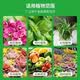 Stanley chemical fertilizer compound fertilizer general fertilizer flow oil high concentration potassium sulfate compound fertilizer flower general fertilizer high-efficiency instant compound fertilizer 10Jin Jin equals 0.5kg