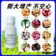 Choline chloride, garlic, ginger, onion, sweet potato, potato, peanut, medicinal underground rhizome expansion hormone regulator 500g1 bottle (500g/bottle)