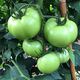 Thieves do not steal green tomato seeds, green tomato seeds, green tomato seeds, high-yield fresh vegetable and fruit seeds in the field, apple green tomato seeds, 3 packs of about 600 capsules